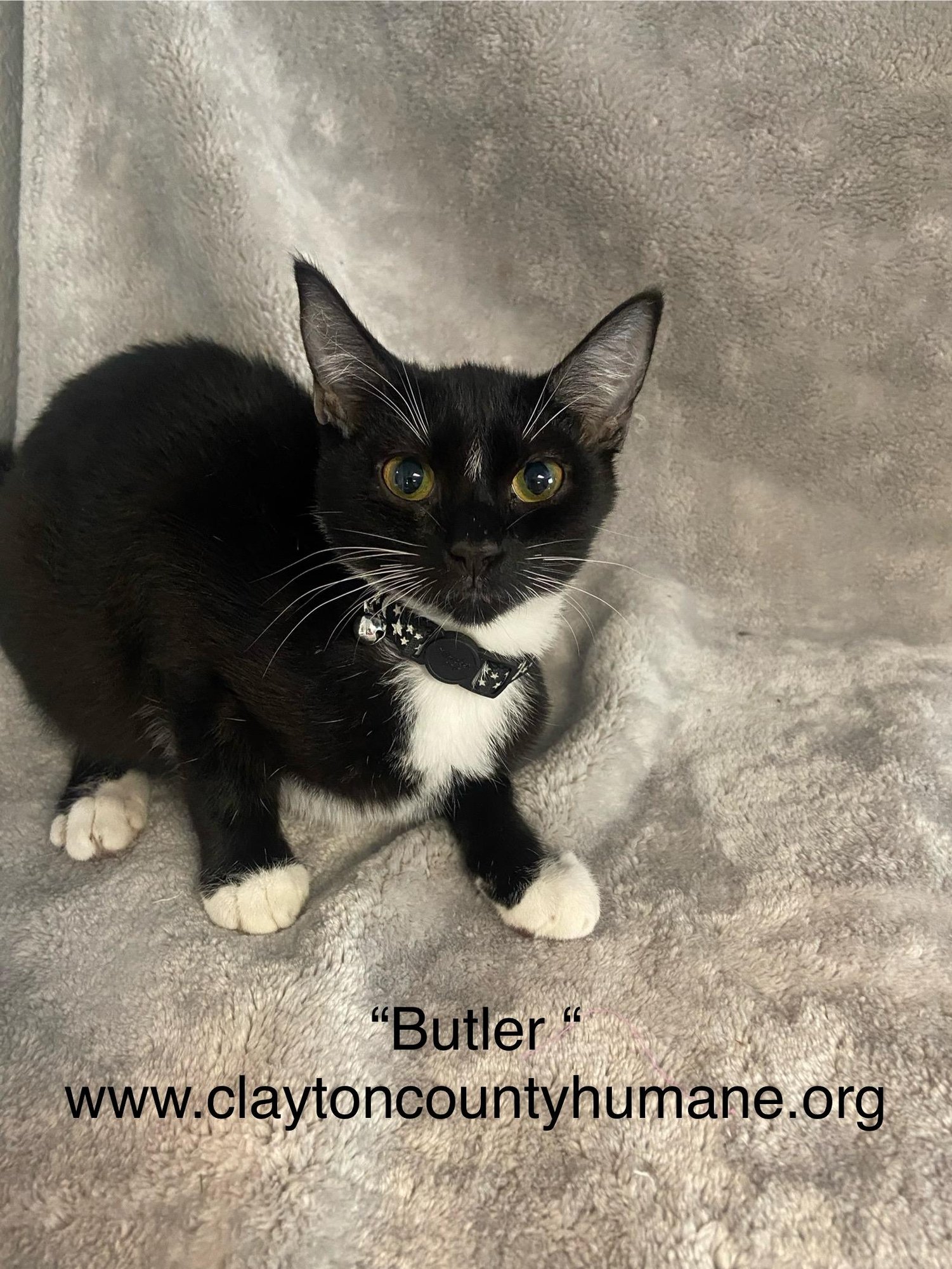 BUTLER - CCHS - Domestic Short Hair available for adoption