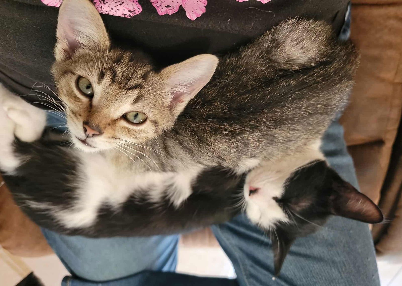 SPIRIT - CP - Domestic Short Hair / Tabby available for adoption