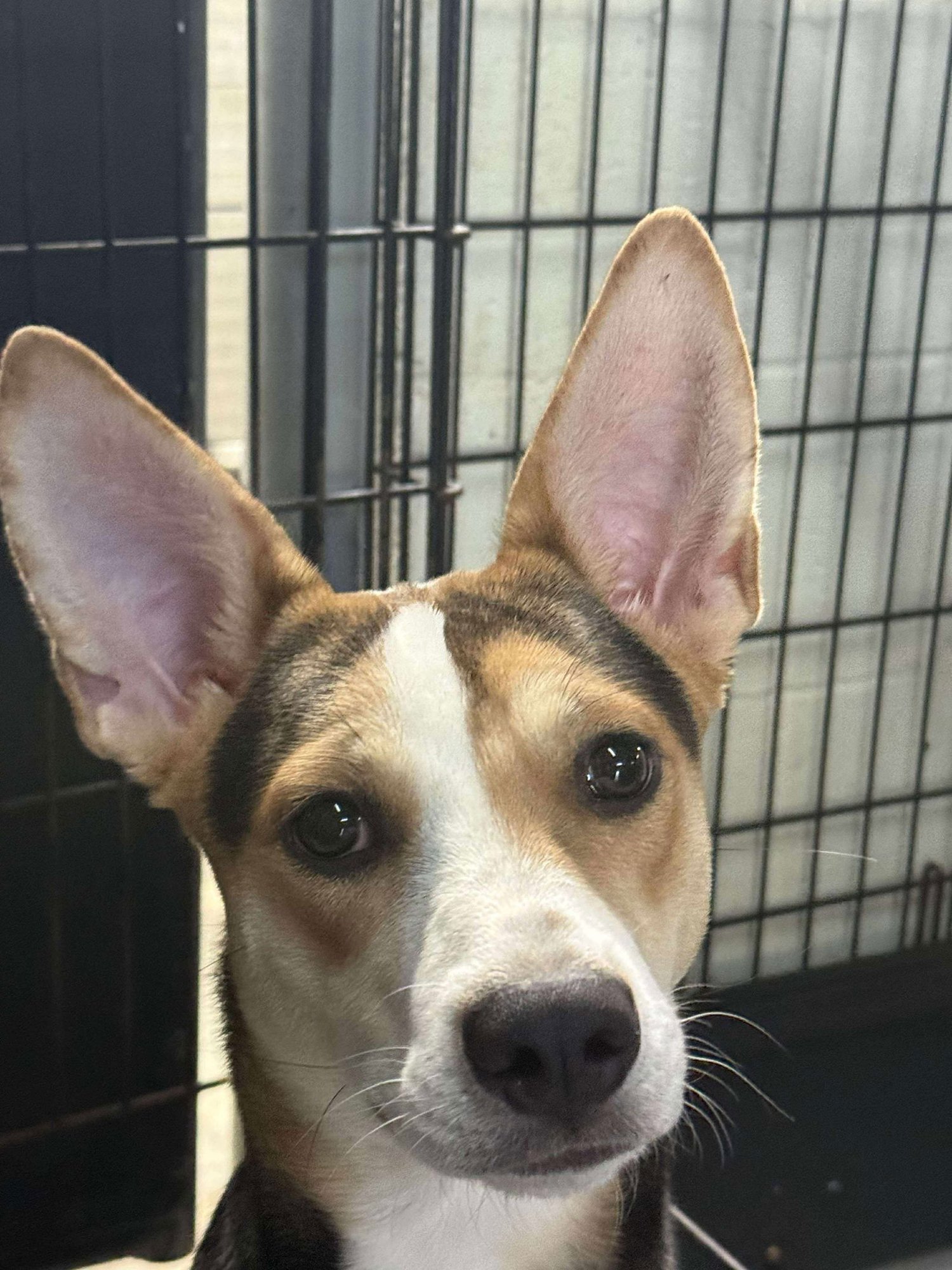 JOLENE - CCHS - Corgi / Rat Terrier available for adoption