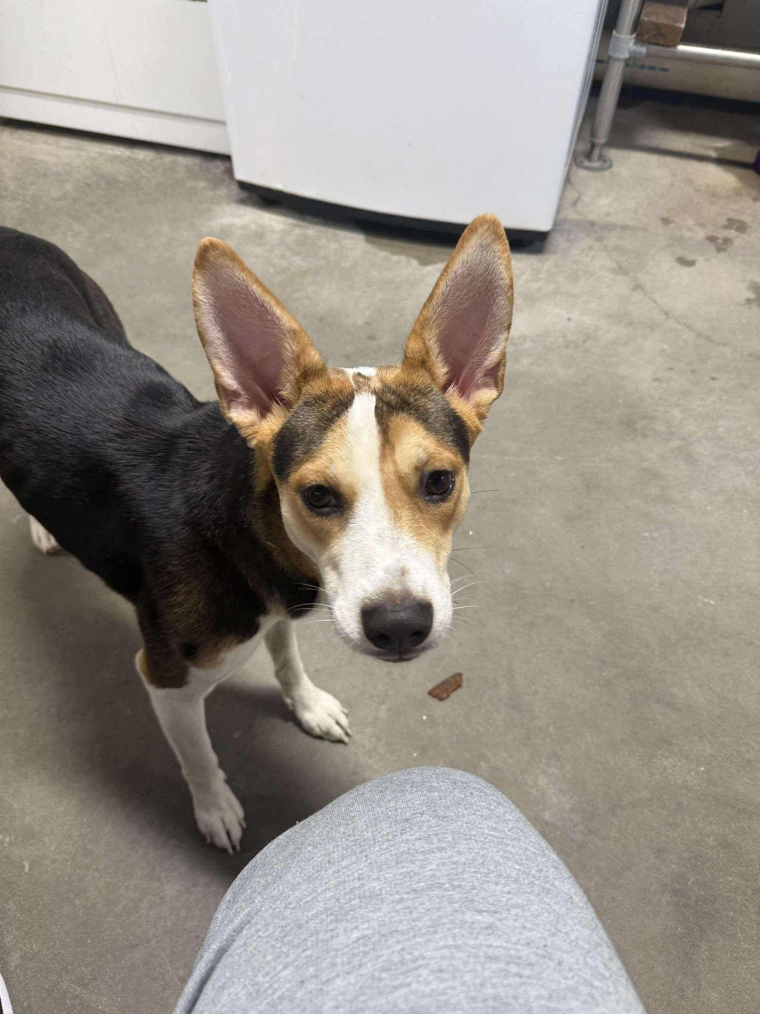 JOLENE - CCHS - Corgi / Rat Terrier available for adoption