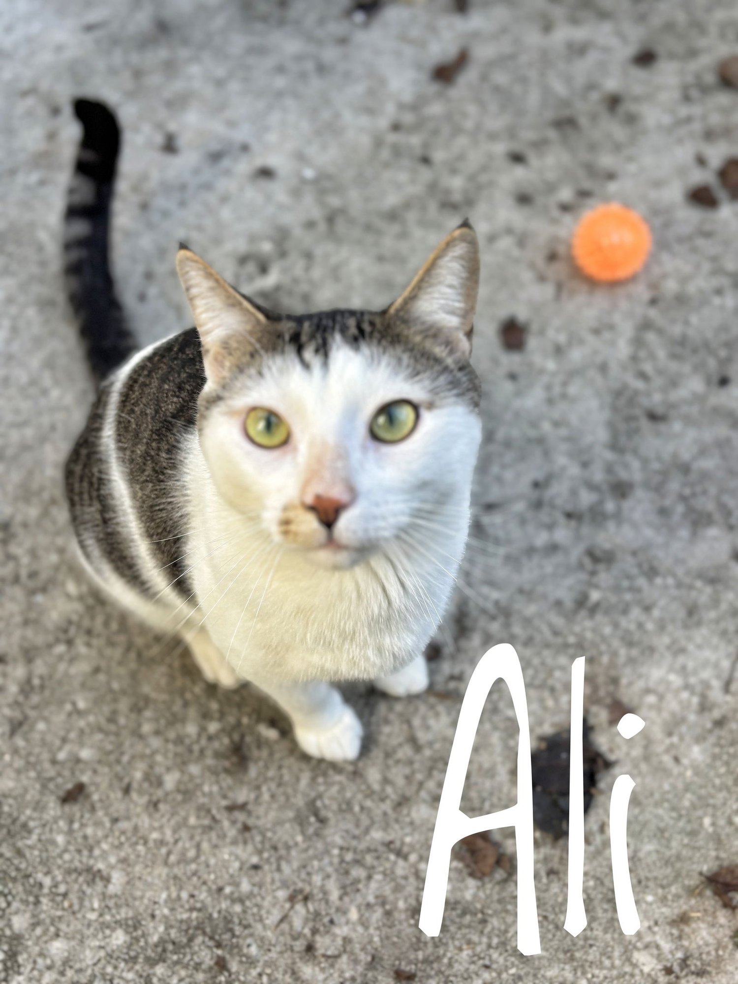 ALI CCHS - Domestic Short Hair / Tabby available for adoption