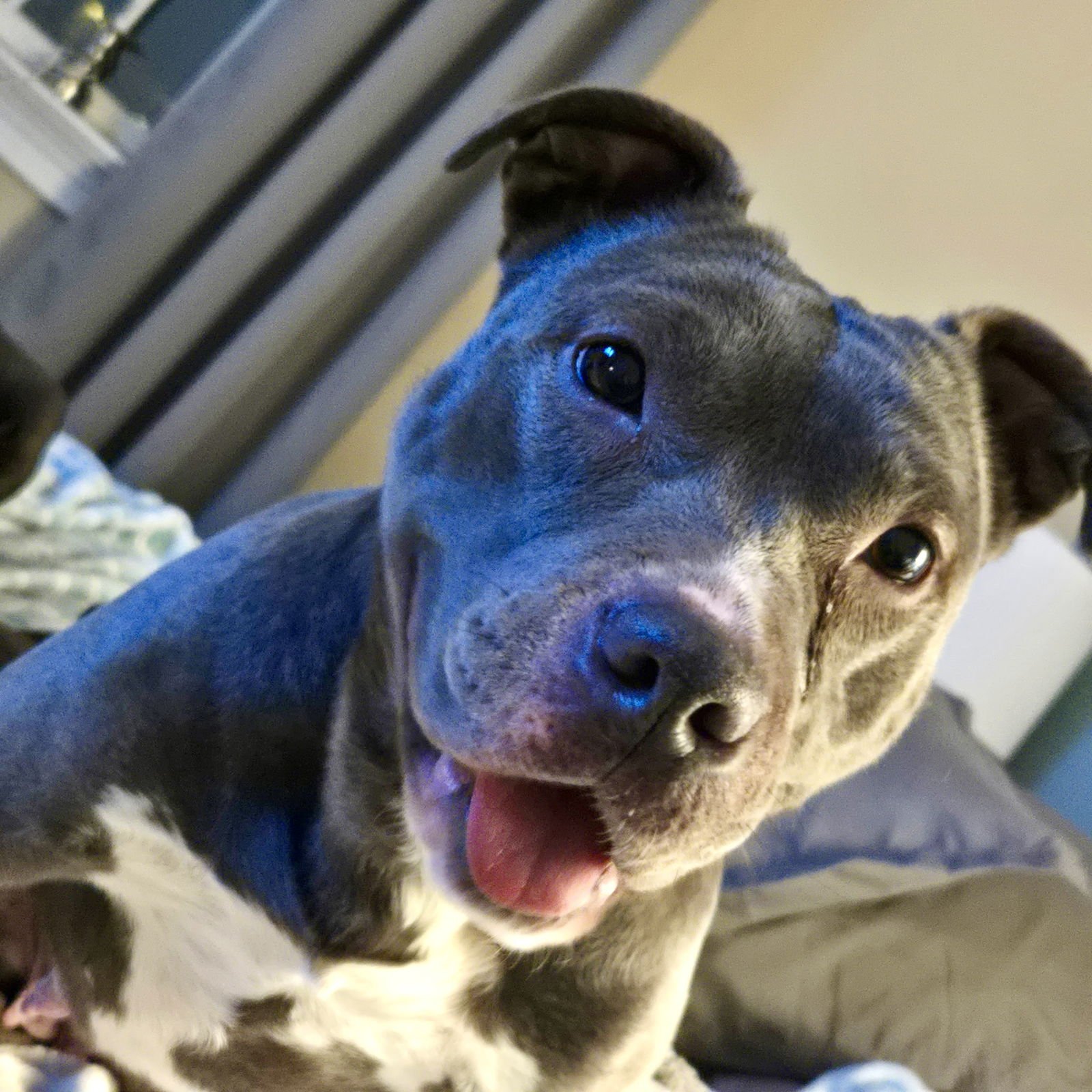 NALA (TERRIER) - Terrier available for adoption