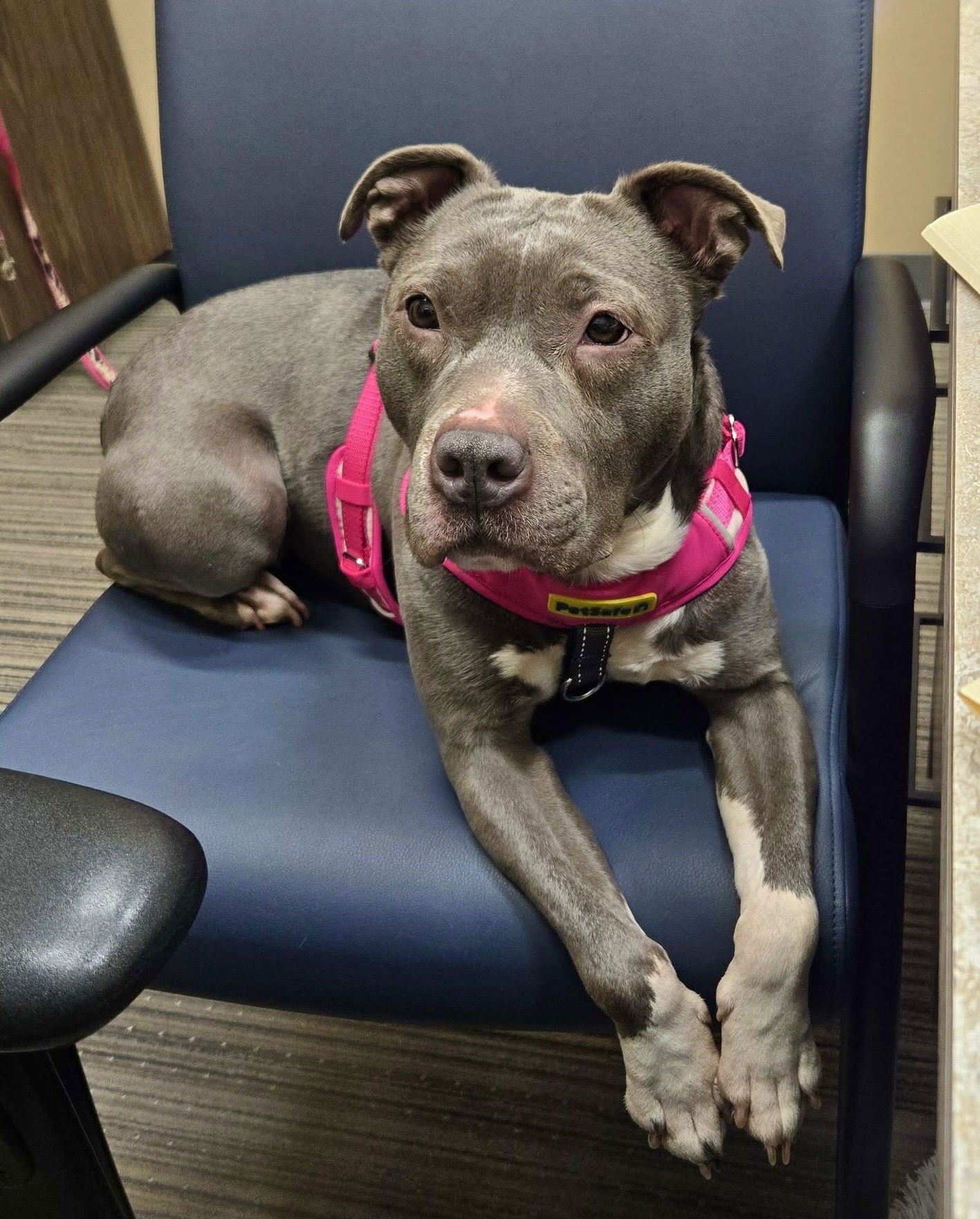 NALA (TERRIER) - Terrier available for adoption