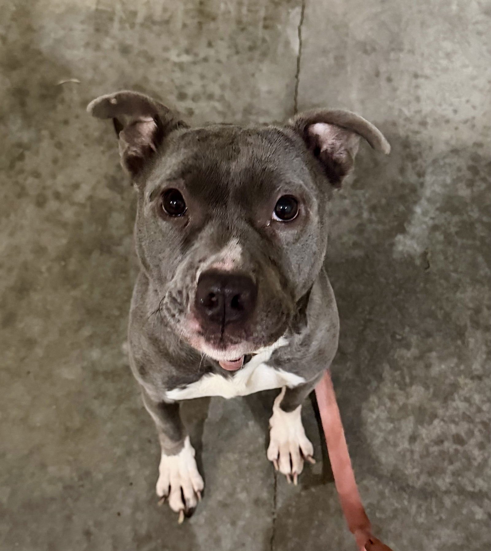 Nala (Terrier) - Photo 11