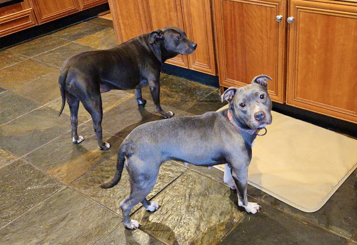 Nala (Terrier) - Photo 12