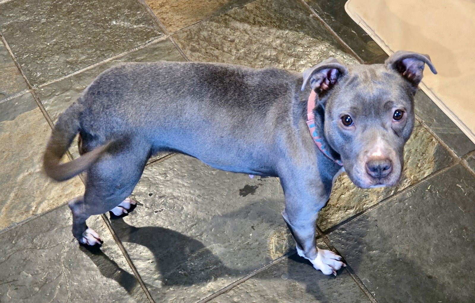 Nala (Terrier) - Photo 3