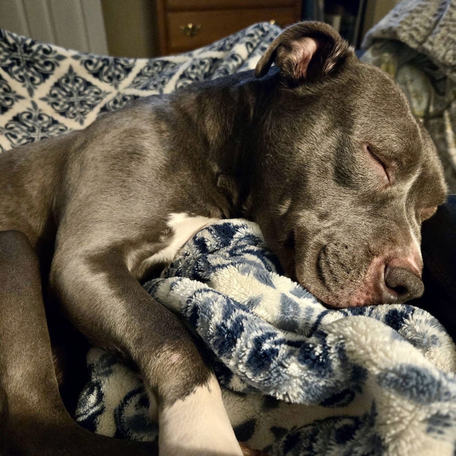 Nala (Terrier) - Photo 4