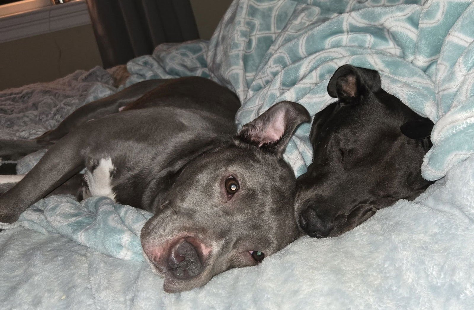 Nala (Terrier) - Photo 6