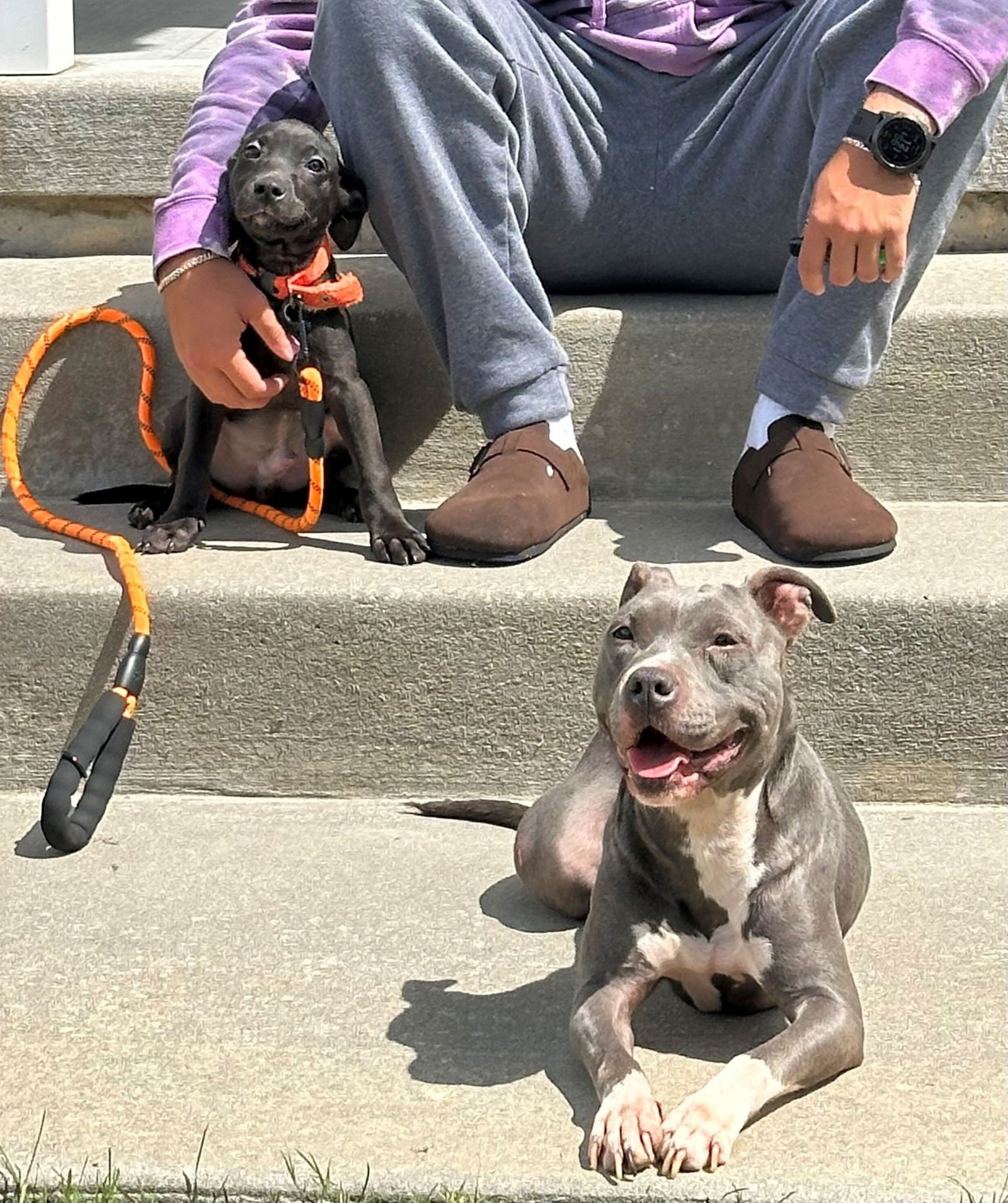 Nala (Terrier) - Photo 7