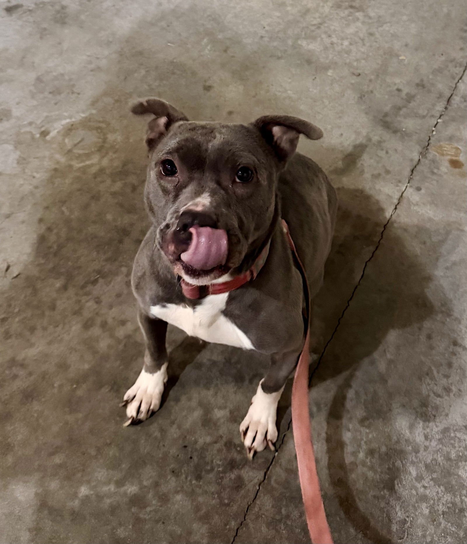 Nala (Terrier) - Photo 9