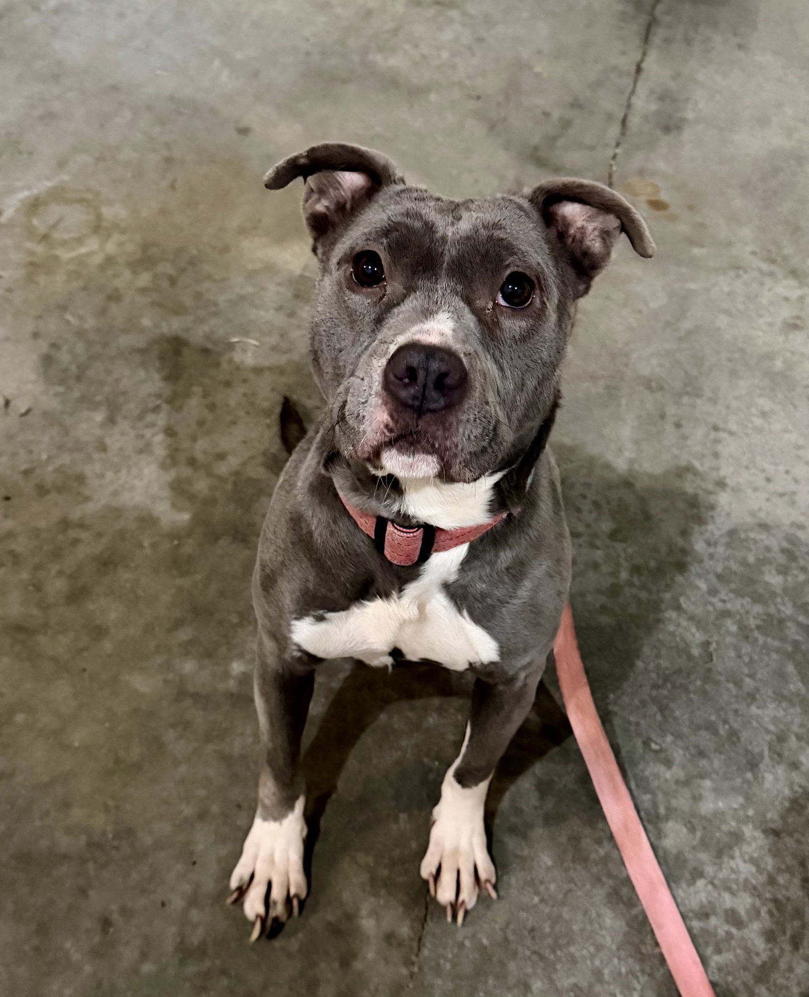 Nala (Terrier) - Photo 10