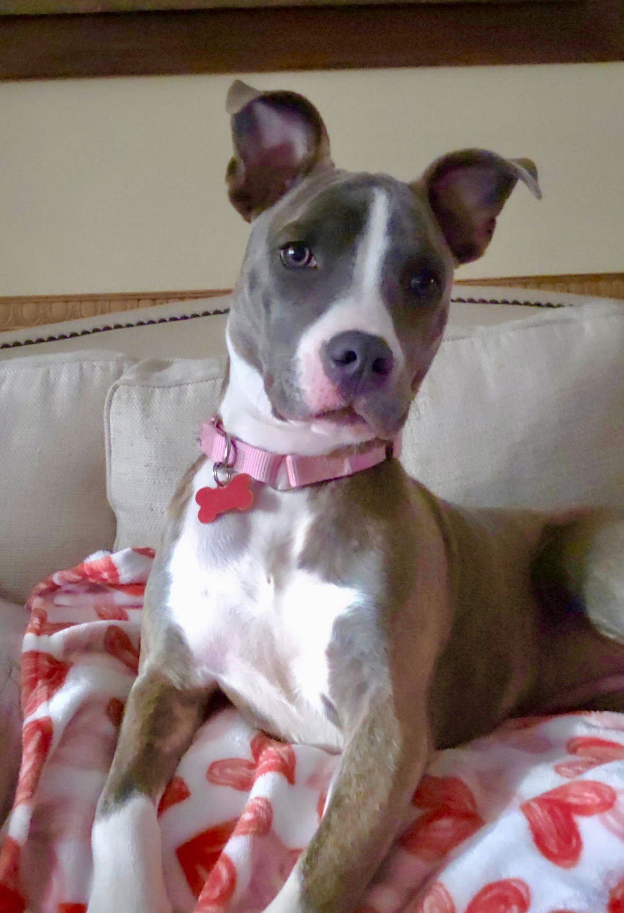 ONYX - Terrier available for adoption