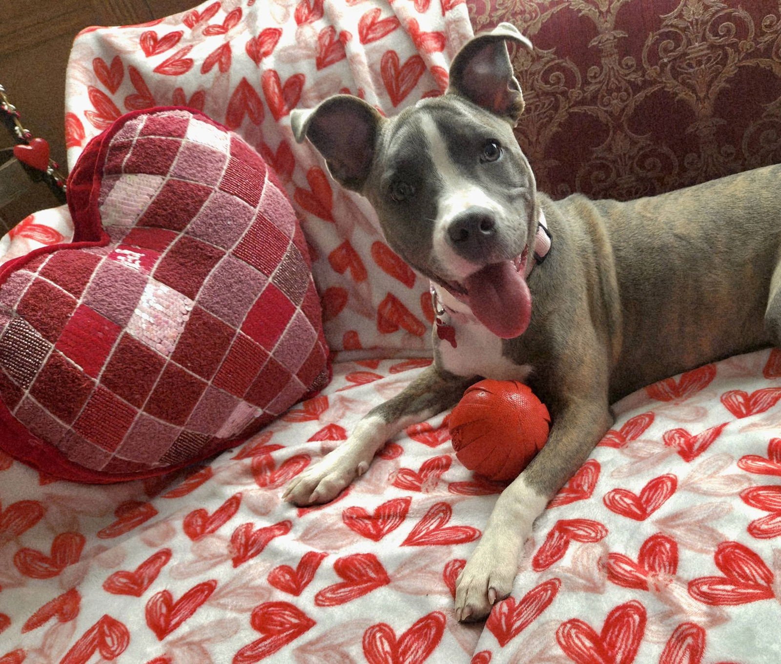 ONYX - Terrier available for adoption