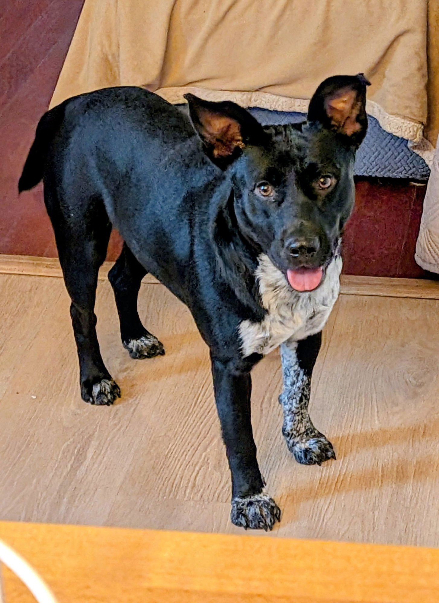 NOAH - Cattle Dog / Terrier available for adoption