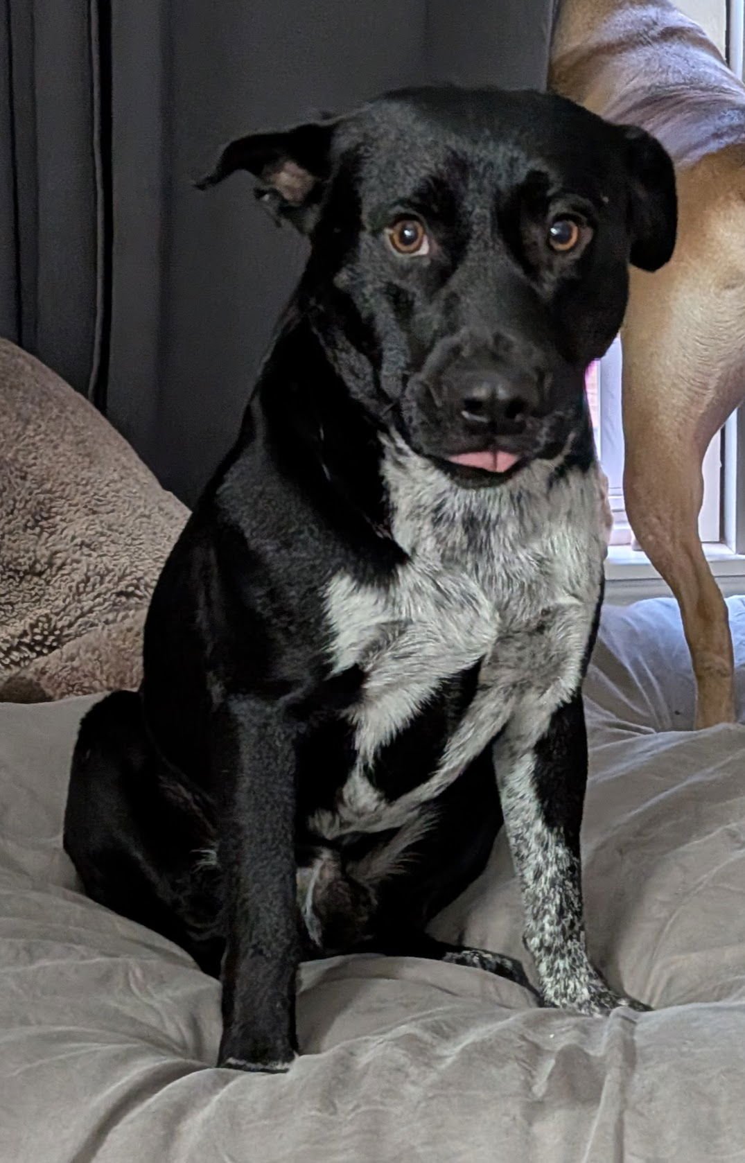 NOAH - Cattle Dog / Terrier available for adoption