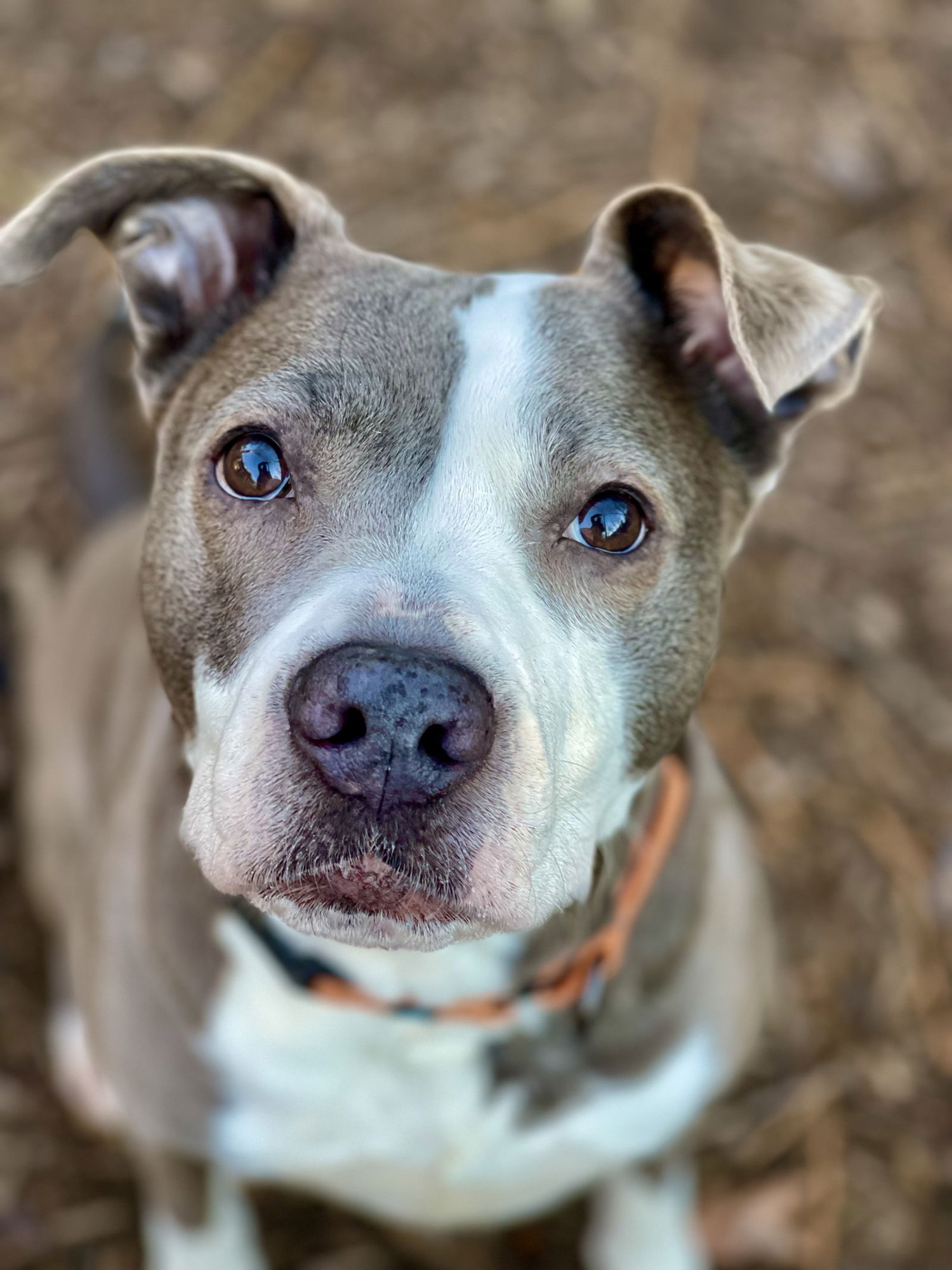 EVA - Terrier available for adoption