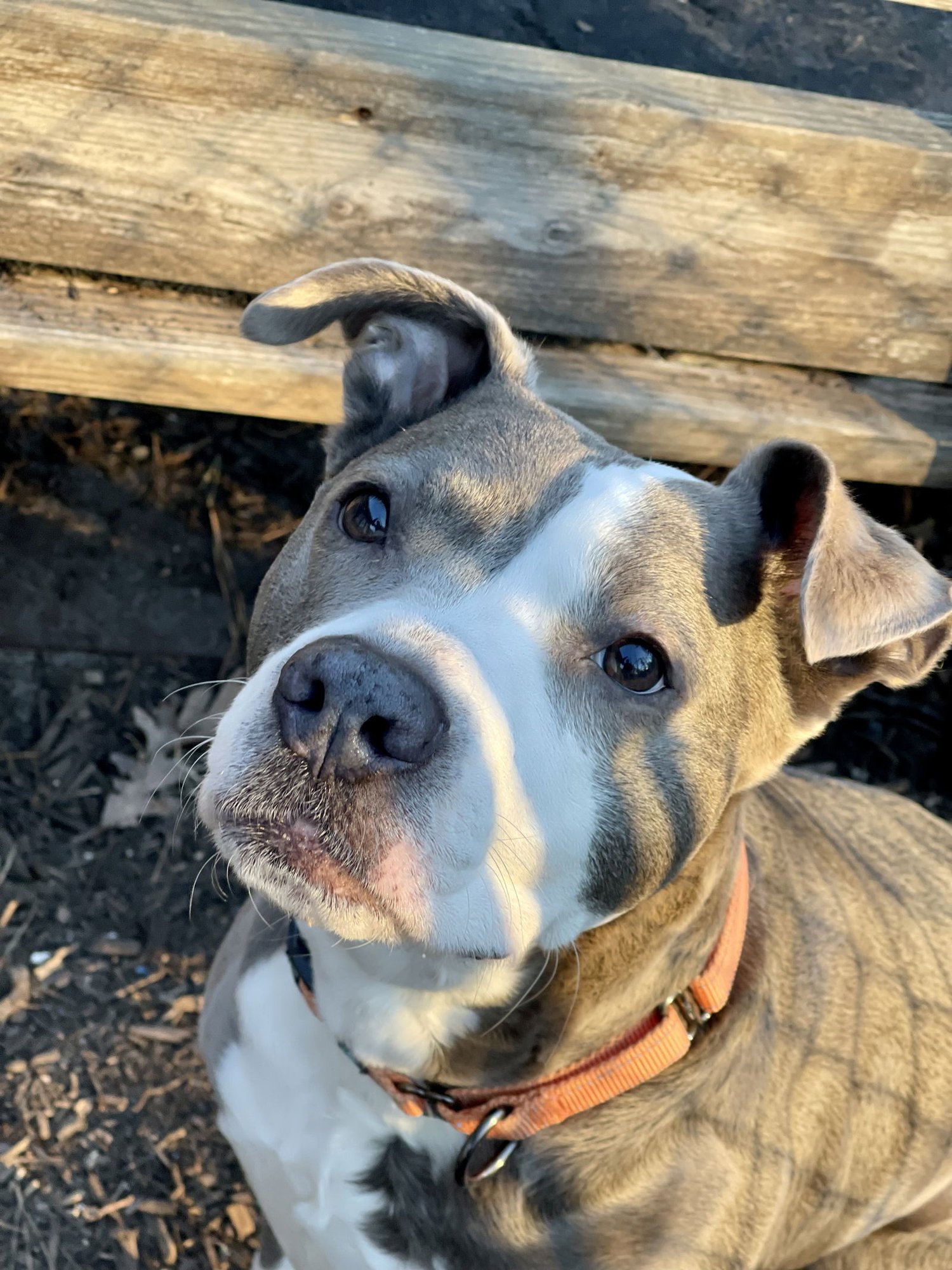 EVA - Terrier available for adoption