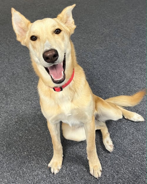 BLONDIE - Labrador Retriever available for adoption