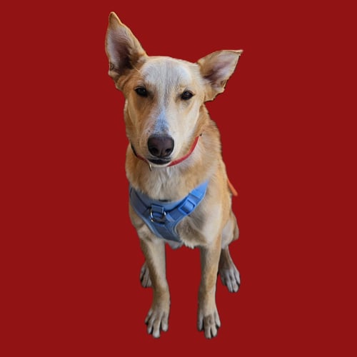 BLONDIE - Labrador Retriever for adoption in Grand Prairie