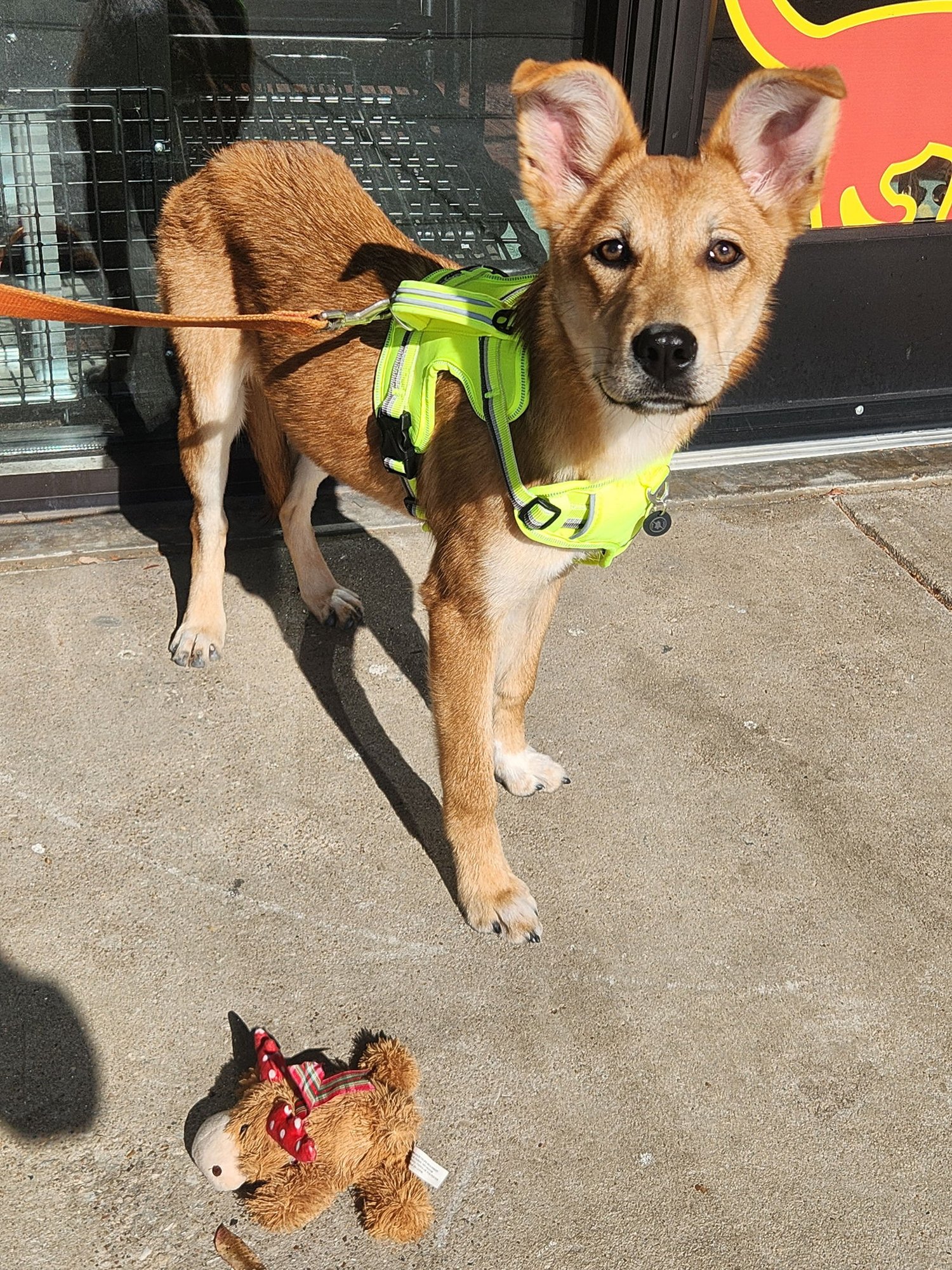 DAISY - Unknown available for adoption