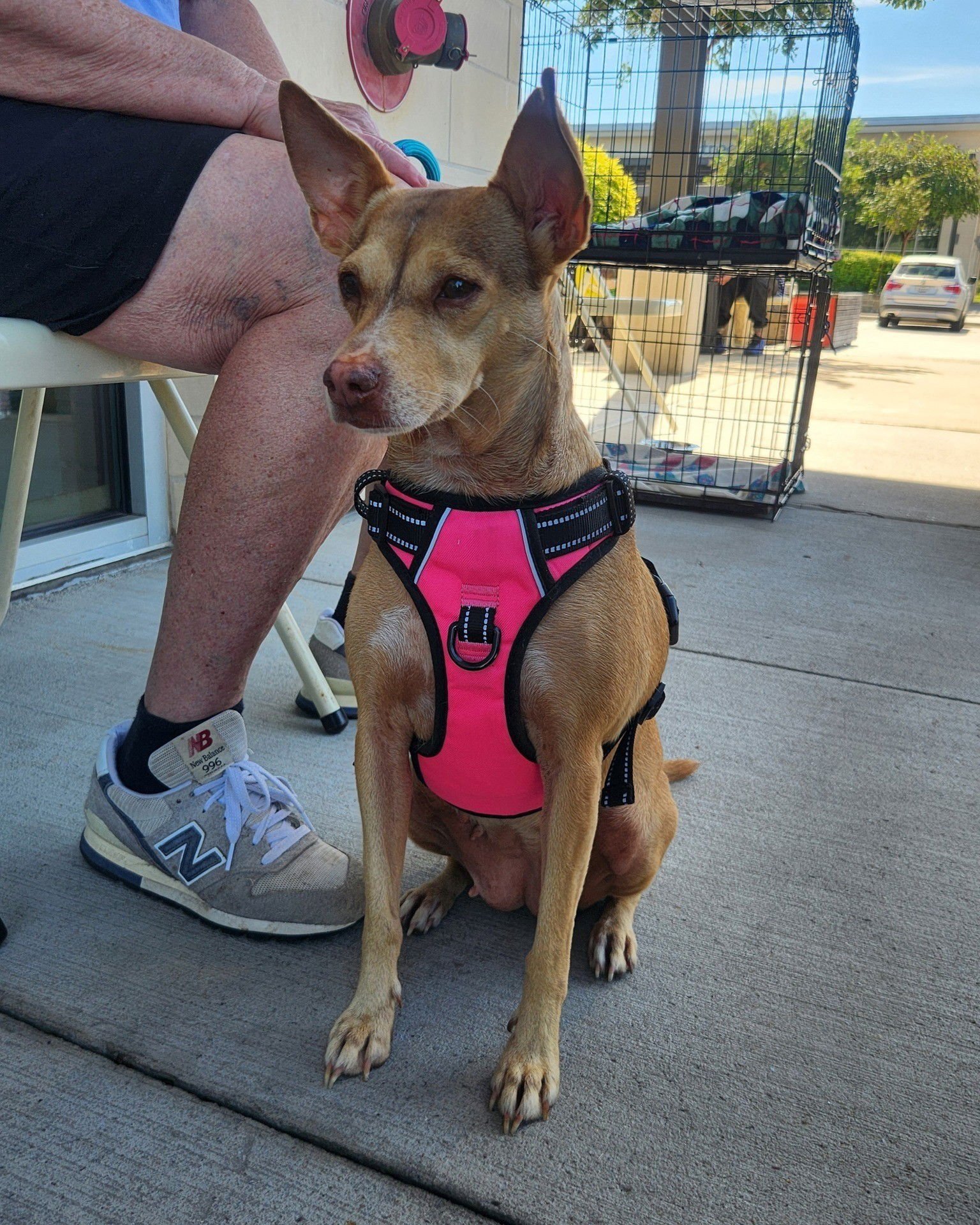 HEIDI - Unknown available for adoption