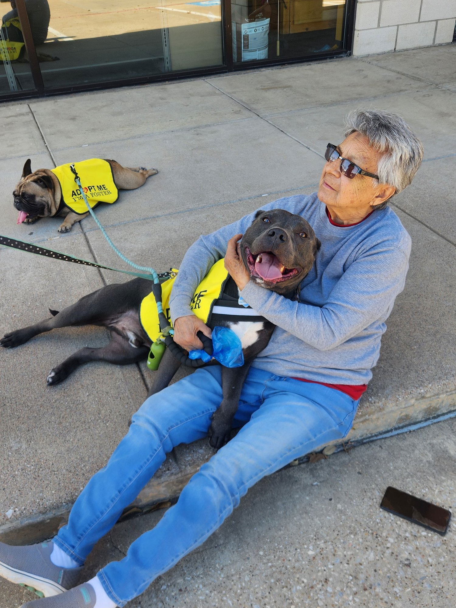 LOGAN - American Pit Bull Terrier for adoption in Grand Prairie