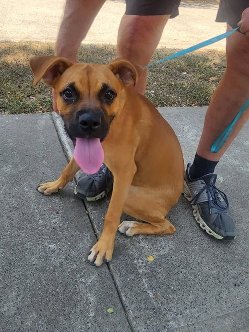 WILLOW - Boxer for adoption in Grand Prairie