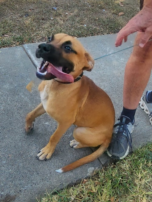 WILLOW - Boxer available for adoption