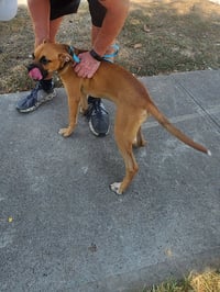 Willow - Photo 4