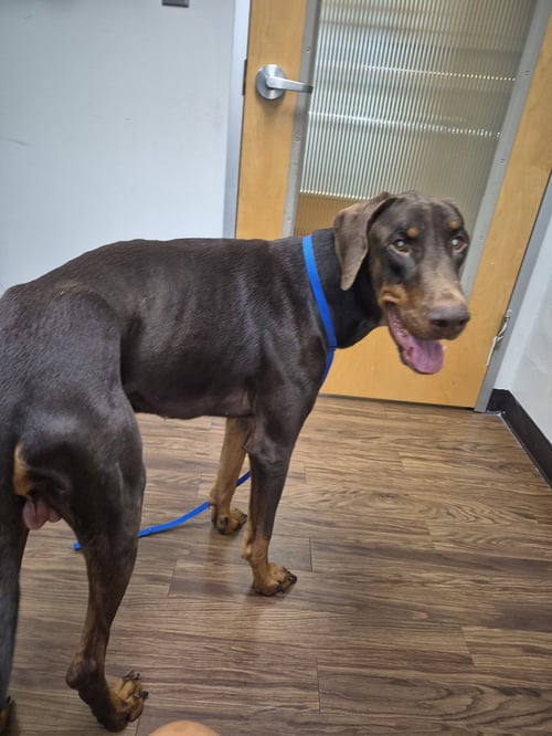 TRUMAN - Doberman Pinscher for adoption in Grand Prairie