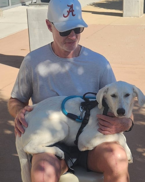 WHITNEY - Labrador Retriever available for adoption