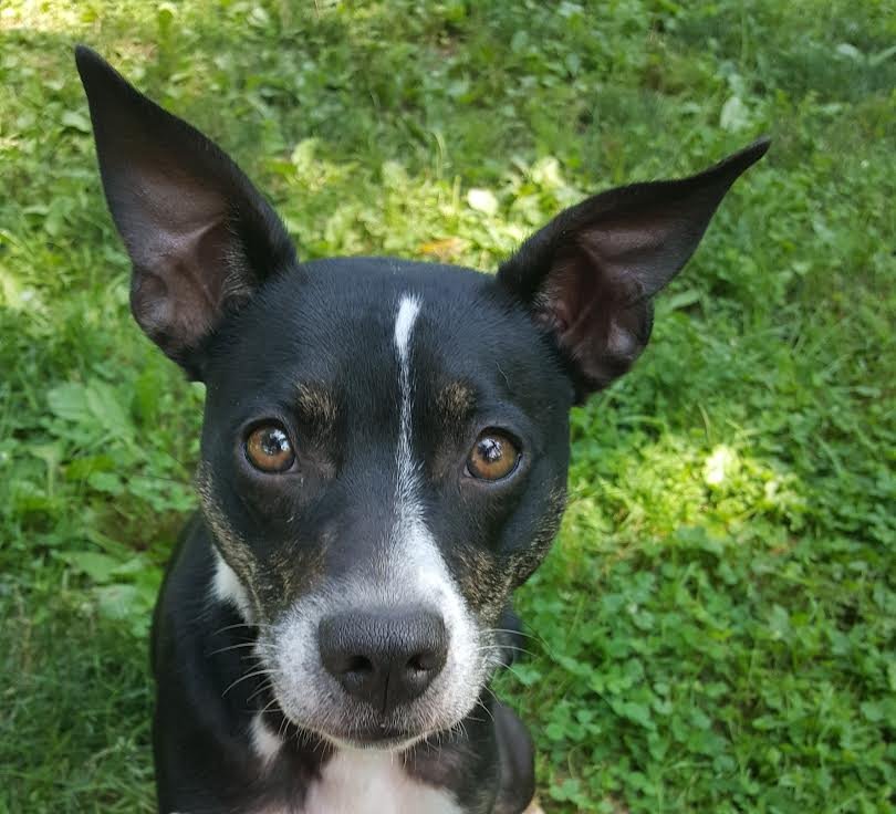 Trixie Image