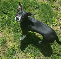 Trixie - Photo 3