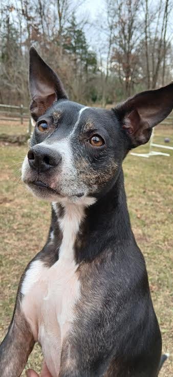TRIXIE - Boston Terrier available for adoption
