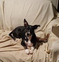Trixie - Photo 6