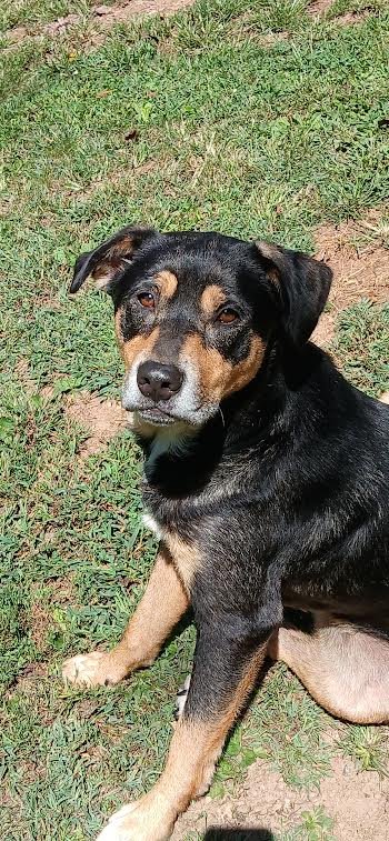 LAGER - German Shepherd Dog / Australian Shepherd available for adoption