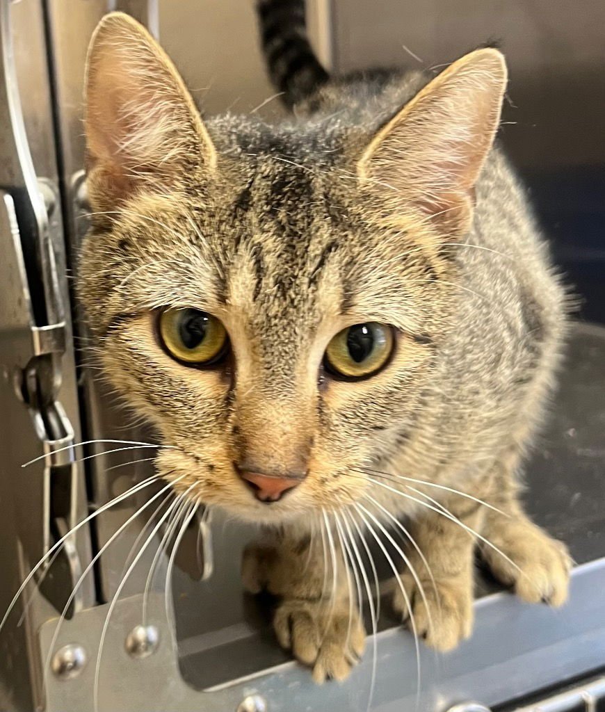 26-19 - Domestic Short Hair available for adoption