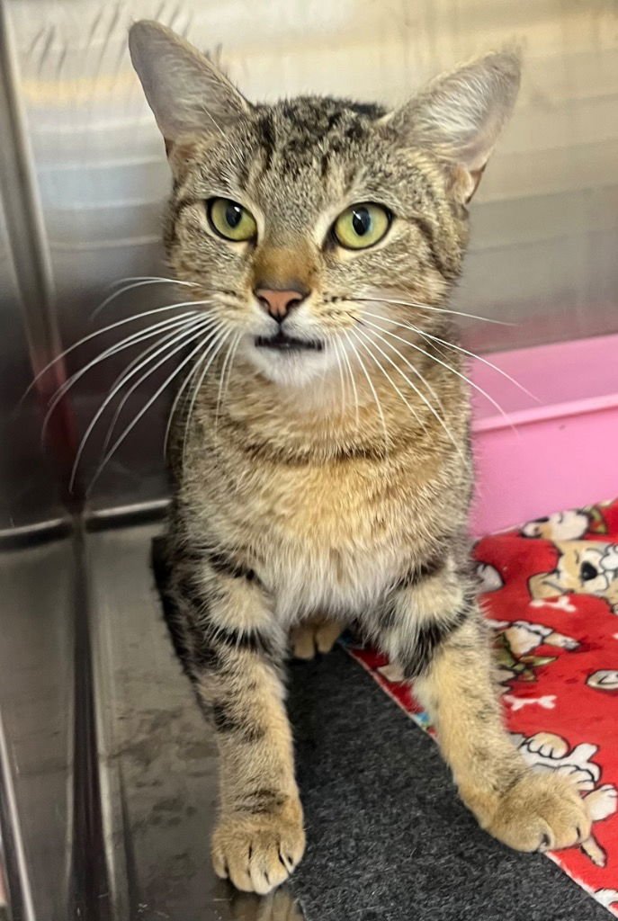 26-30 - Domestic Short Hair available for adoption