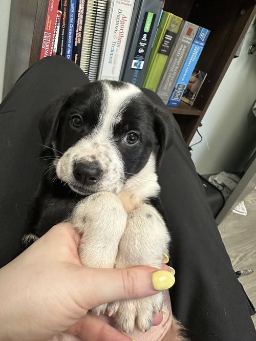 LEIA - Bearded Collie available for adoption