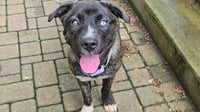 Taylor - Photo 1