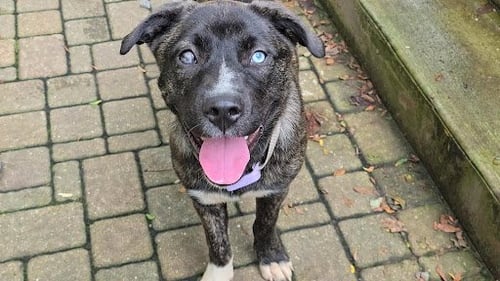 TAYLOR - Terrier available for adoption