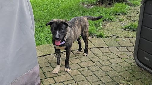 TAYLOR - Terrier available for adoption