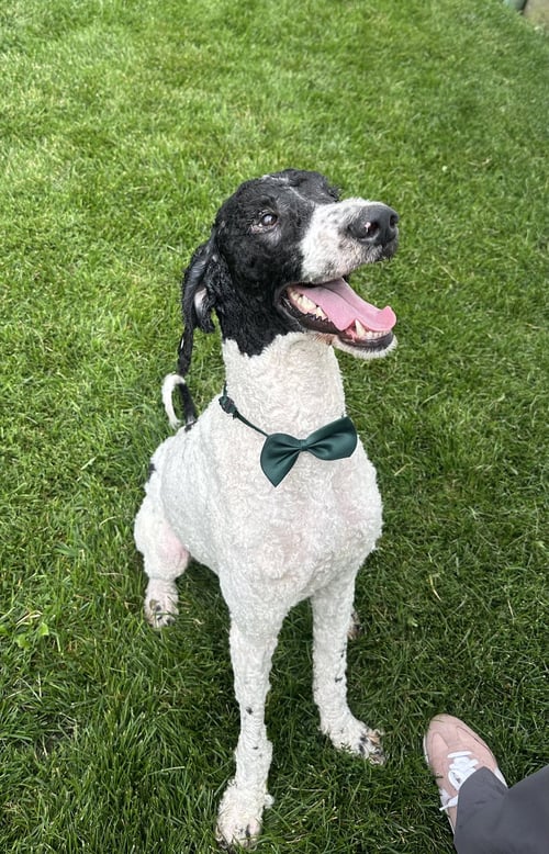 MAX - Poodle (Standard) available for adoption