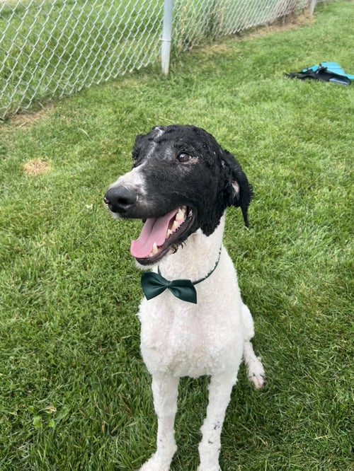 MAX - Poodle (Standard) available for adoption