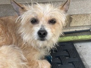 SASSY - Terrier available for adoption