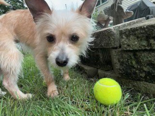 SASSY - Terrier available for adoption