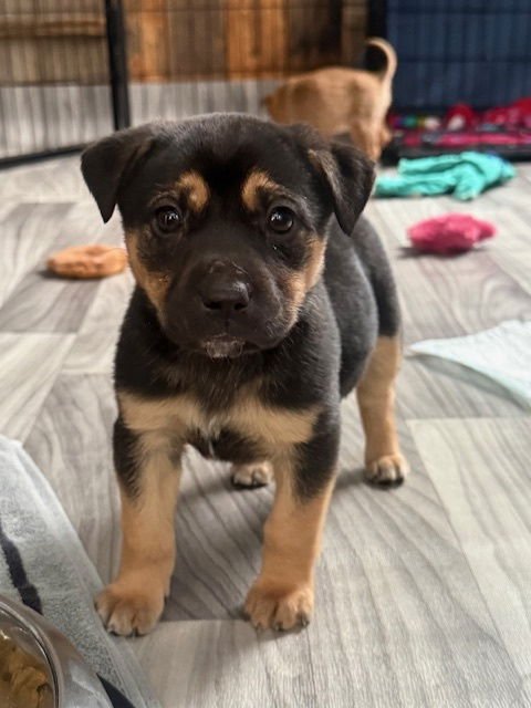 RAINA - Terrier available for adoption