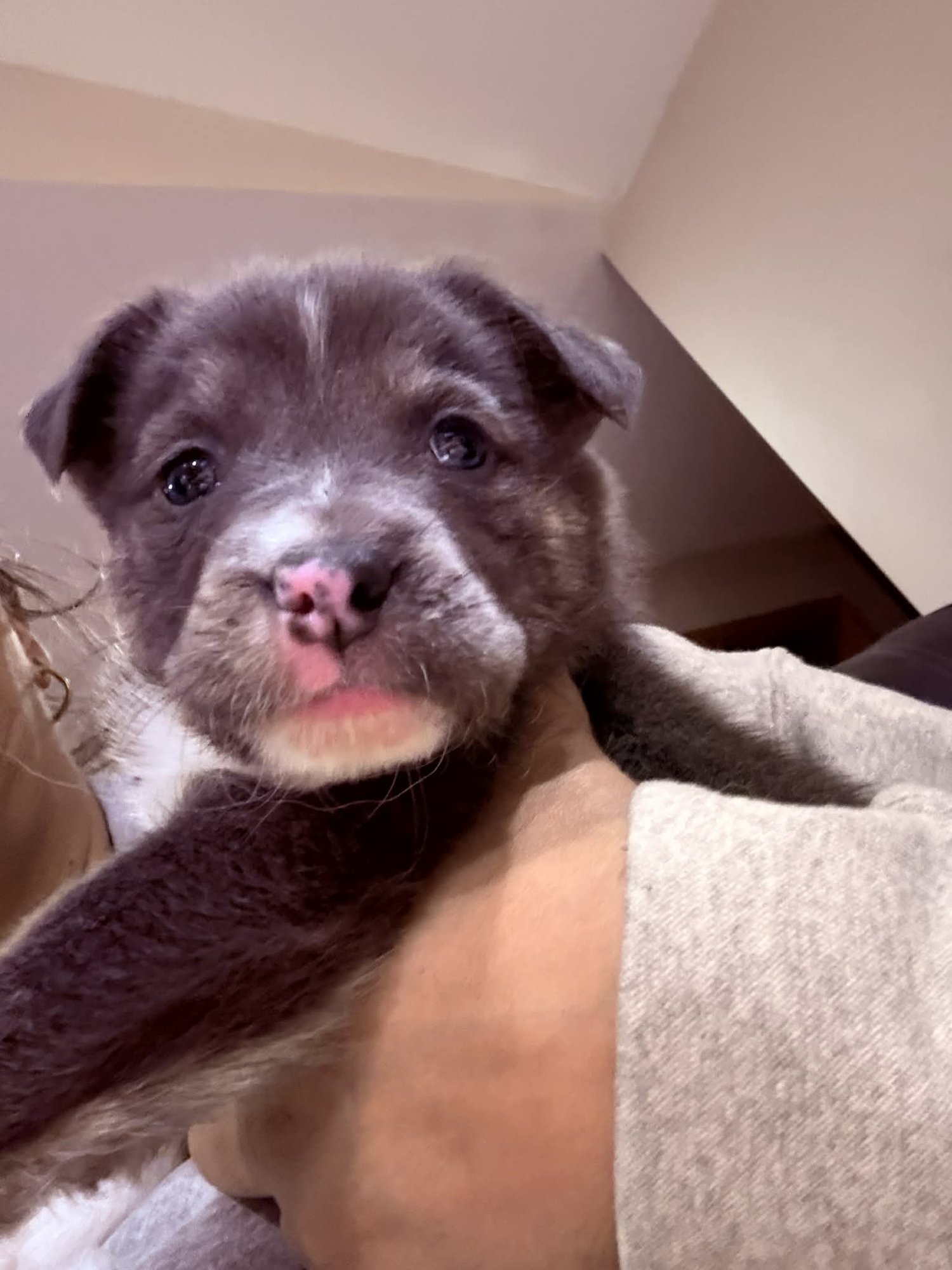 EVEREST - Terrier available for adoption