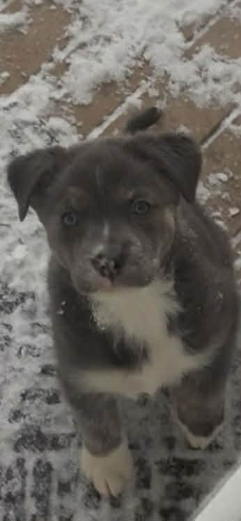 EVEREST - Terrier available for adoption