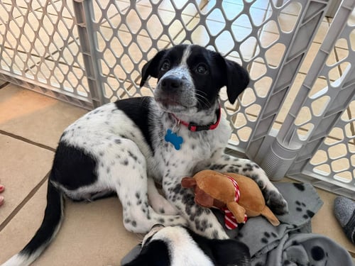 BUG - Pointer available for adoption